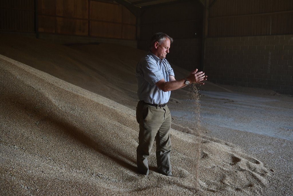 Eustin Farms Wheat Harvest