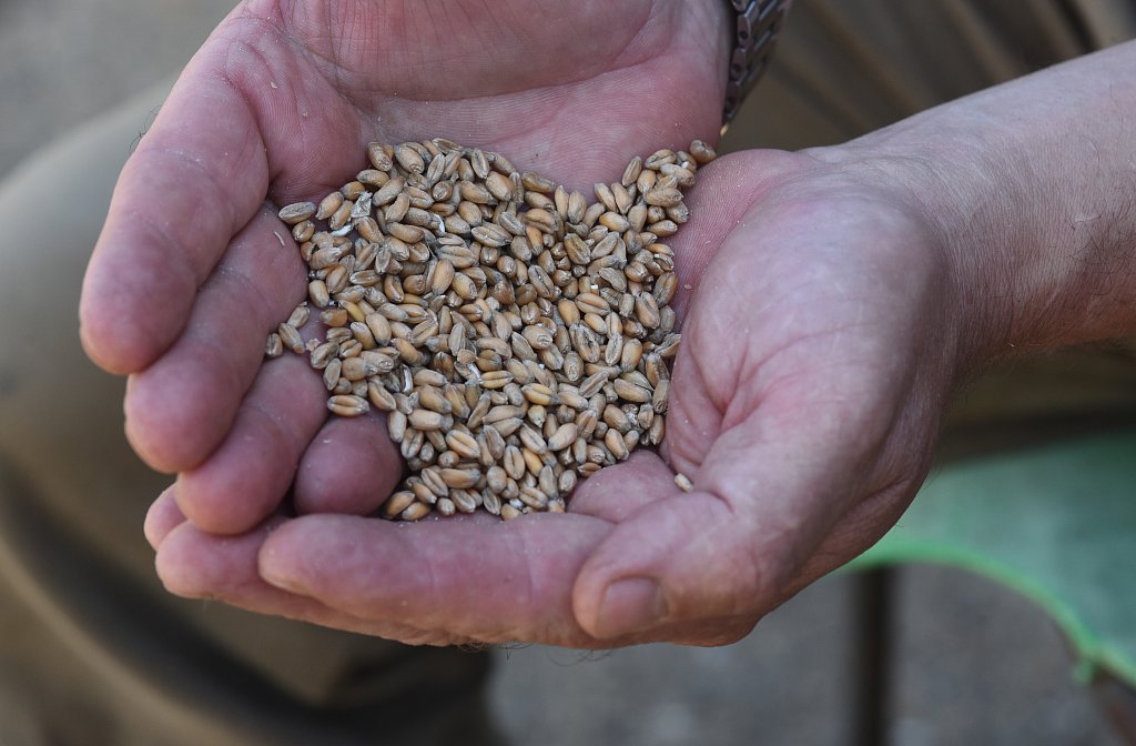 Eustin Farms Wheat Harvest