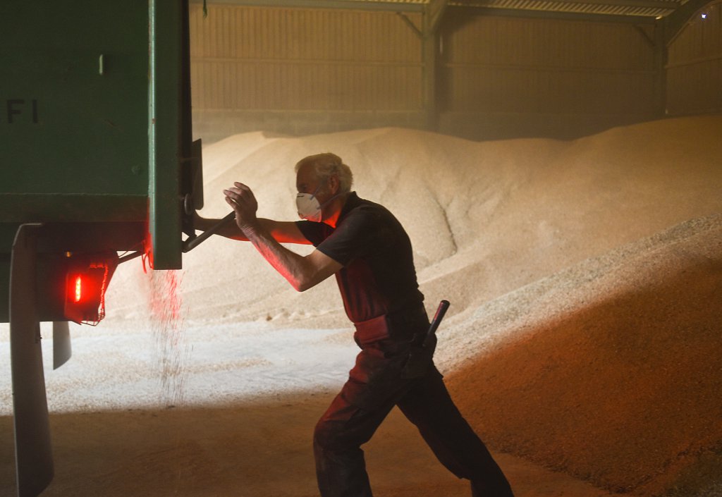 Eustin Farms Wheat Harvest